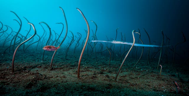 The Garden Of Eels by David Doubilet