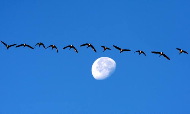 Migrating geese (Andrew Milligan/PA)