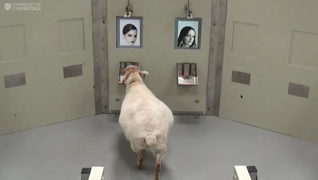 Sheep facial recognition experiment