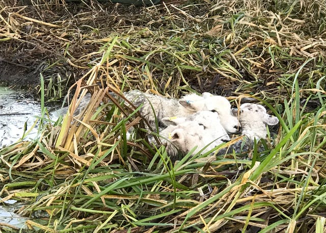 Sheep rescued from river