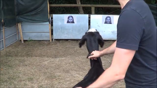 A goat facing images of positive and negative expressions