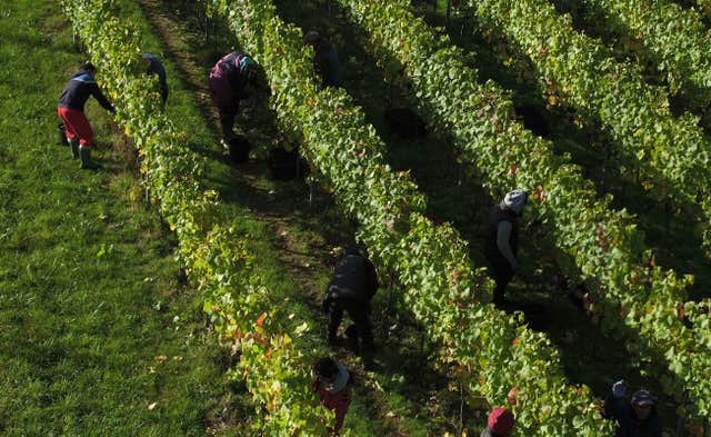 Swapping grape varieties can offer a way forward for winemakers