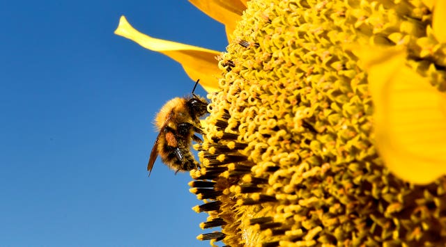 Loss of pollinators such as bees is putting billions of pounds of crops at risk (Owen Humphreys/PA)