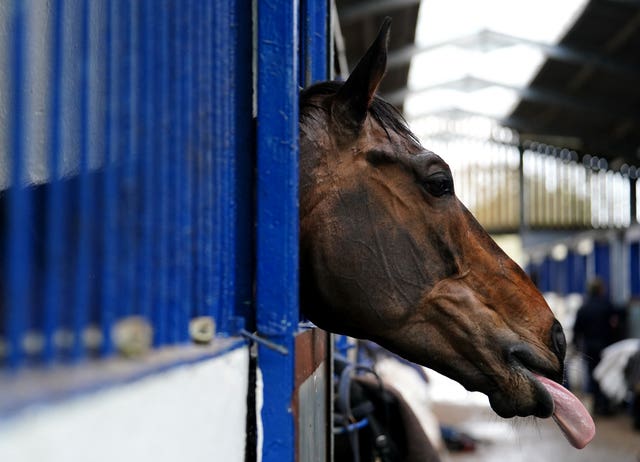 Constitution Hill relaxing at Seven Barrows