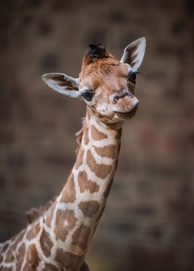 CCTV footage showed the birth of a rare baby giraffe at Chester zoo. (Chester zoo/PA)