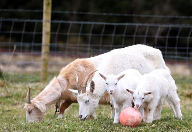 Daisy, second right, with her twin geep (Brian Lawless/PA)