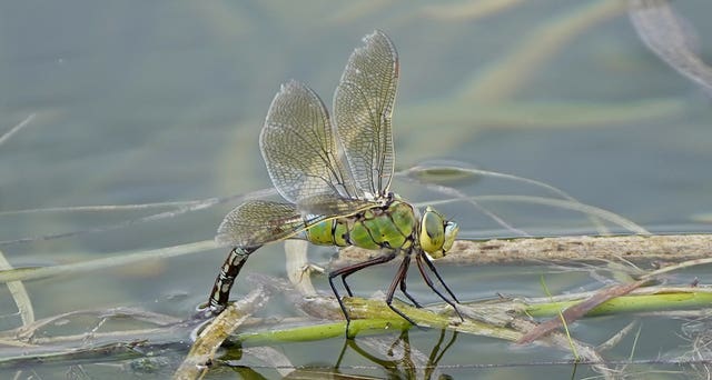An emperor dragonfly 