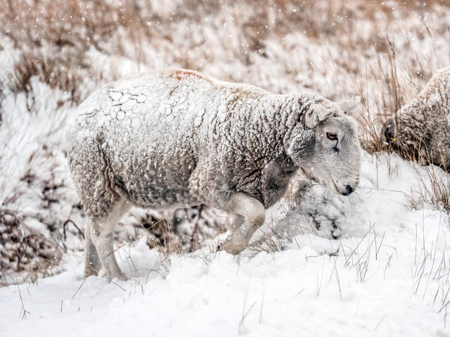 A sheep walking in the snow