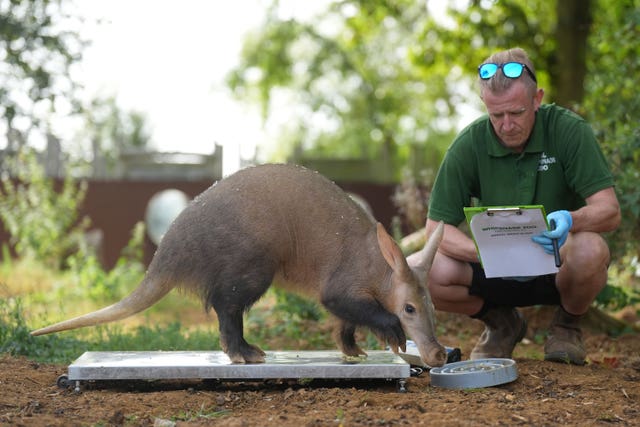 An aardvark named Doby is weighed by a keeper 