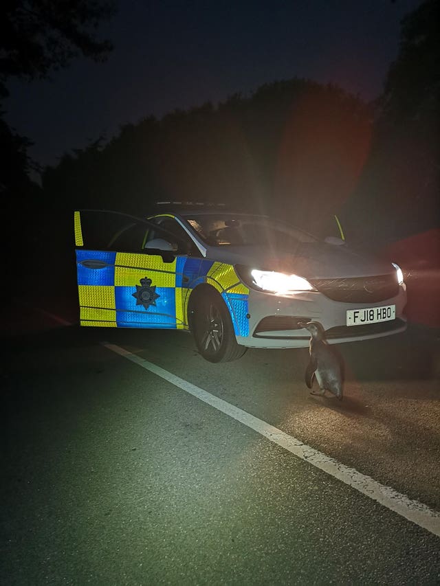 A penguin that was spotted by police as it 'plodded' up a street in Strelley, near Nottingham, in the early hours last weekend 