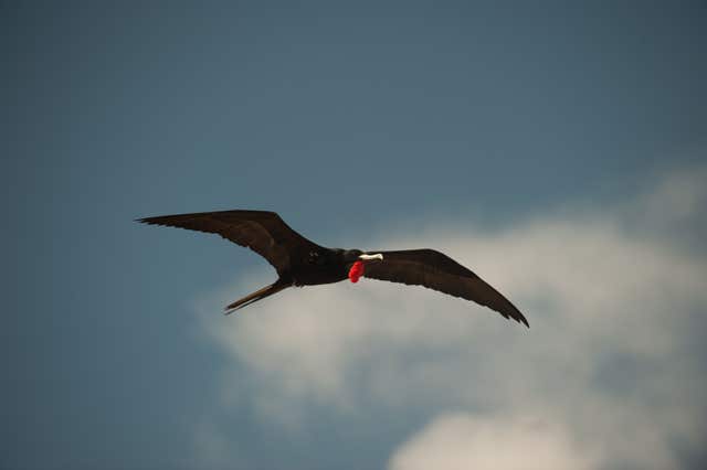 The move will protect wildlife such as the Ascension frigatebird (Derren Fox/RSPB)