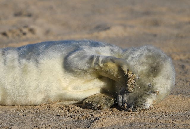 Grey seal pupping season