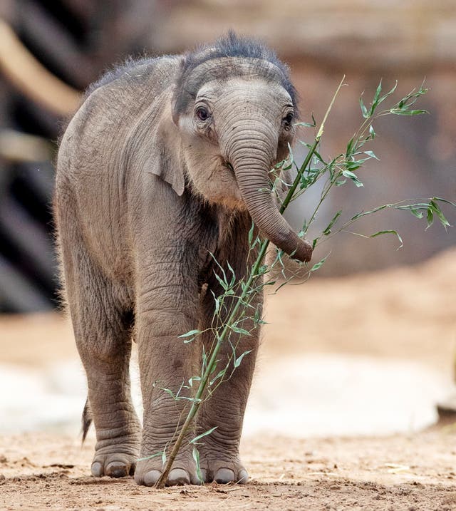 Baby elephant at Chester zoo