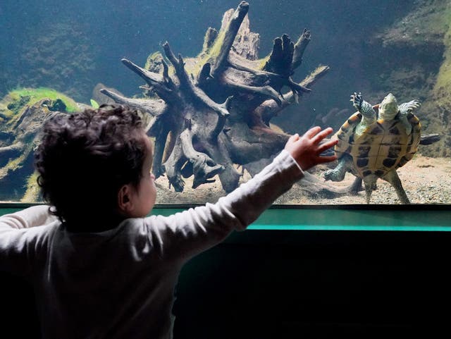 Two year old Kaiyan Tapley reaches out towards a Vietnamese pond turtle