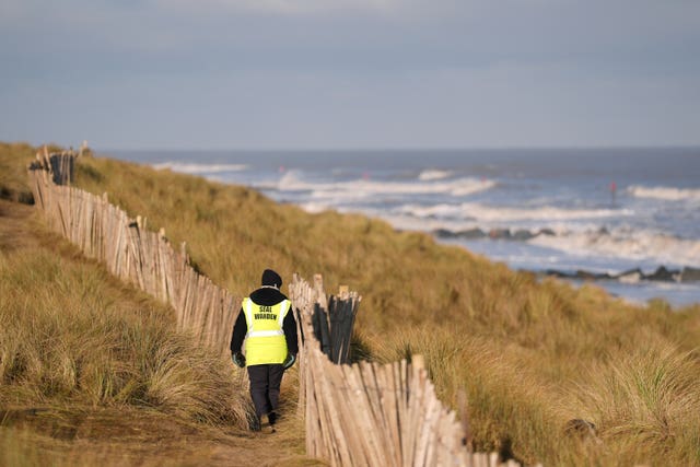 A seal warden monitors the grey seal colony at Horsey