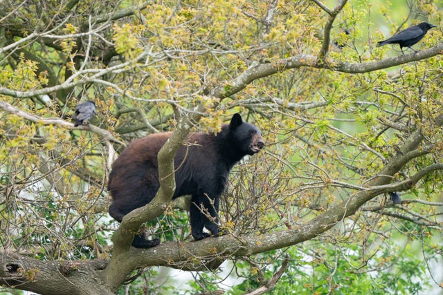 Bear cubs released at Woburn Safari Park