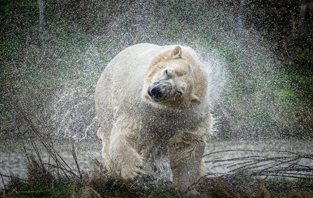 New polar bear at the Yorkshire Wildlife Park