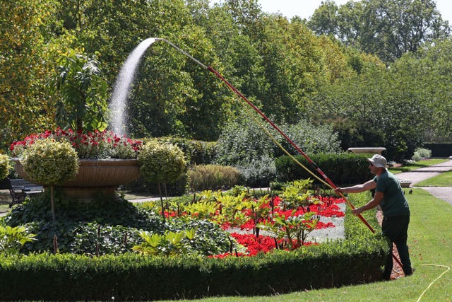 Royal Parks gardener Phil Pearl waters a display of petunias in Regent’s Park, London