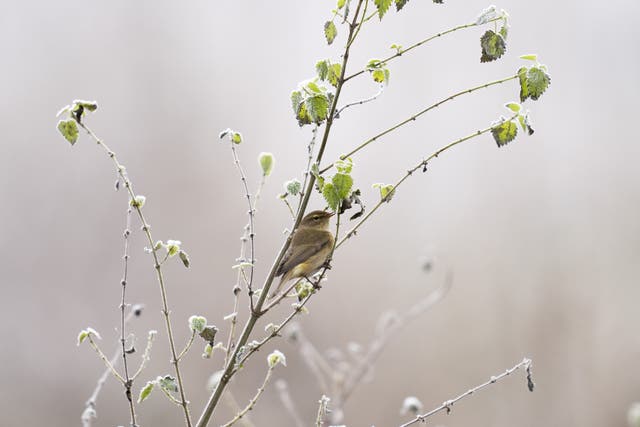 A chiffchaff in Morden Hall Park in south London