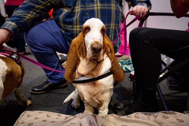 Basset hound