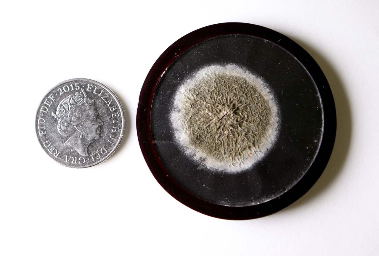 How Alexander Fleming predicted antibiotic resistance in 1945 Express