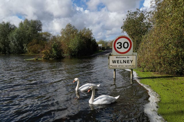 Swans swim along the A1101 at Welney in Norfolk which is submerged by flooding