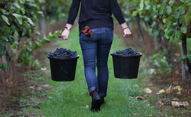 A winery helper walking between vines and carrying buckets at a winery 