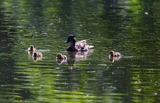 Ducks on canal