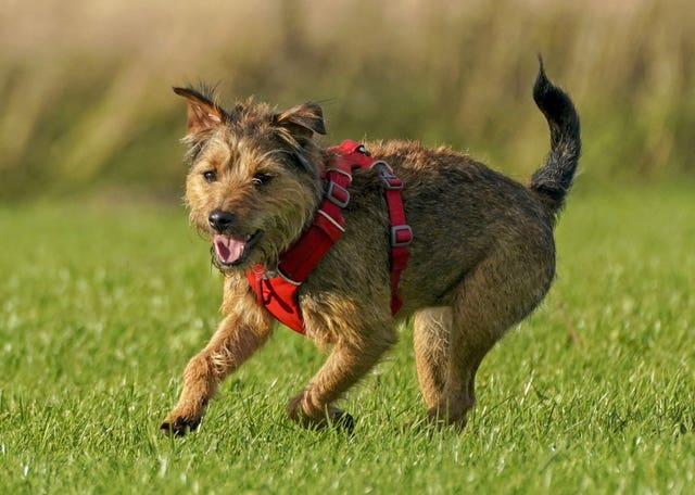 The RSPCA has issued advice on keeping pets safe in the storm (Steve Parsons/PA)