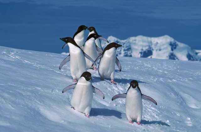 Penguins