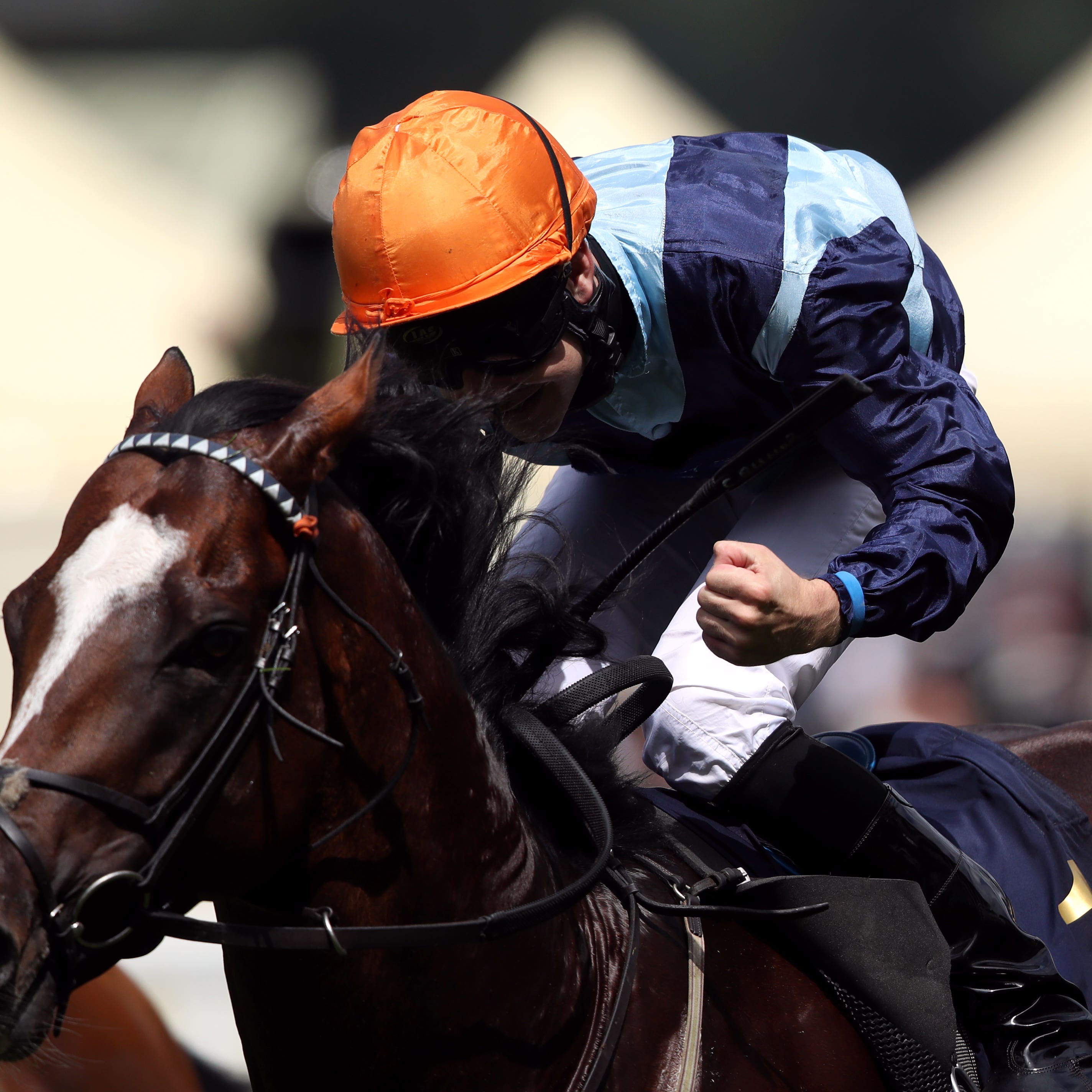 Accidental Agent will miss Champions Day