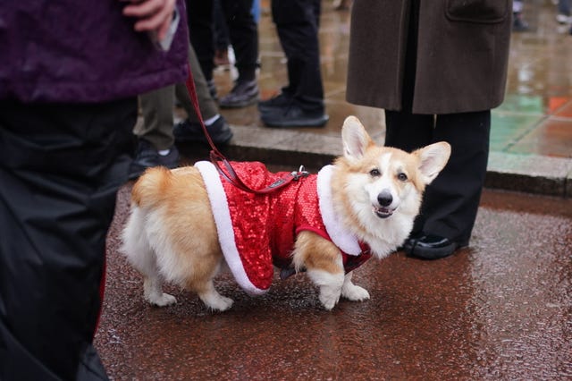 A beige Corgi points its front paw as it looks at the camera. It is wearing a red sequined Christmas outfit and is surrounded by dog walkers.