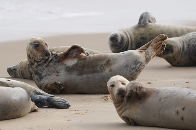 Seals on the beach in Norfolk