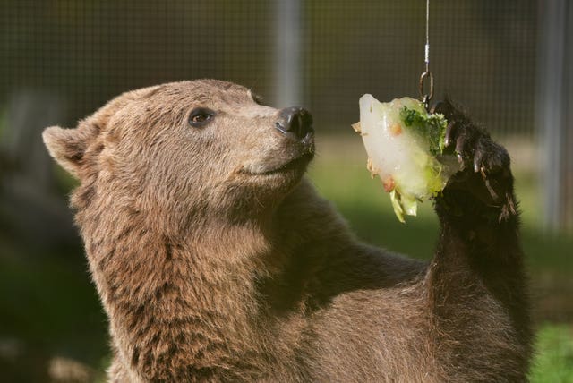 Boki holds food in a paw