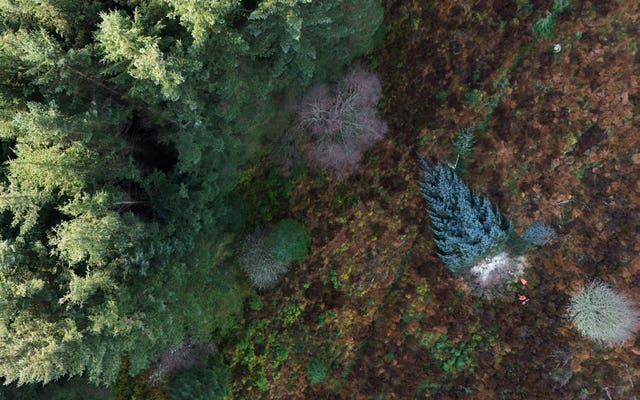 Forestry workers felled the 40ft Sitka spruce tree in Northumberland’s Kielder Forest before it made the 330-mile journey south to Westminster