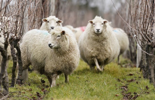 Sheep grazing at Nyetimber Manor Vineyard