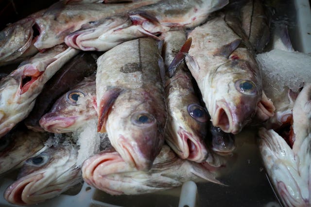 Fish lay in a tray of ice at Midland Fish in Fleetwood (Peter Byrne/PA)