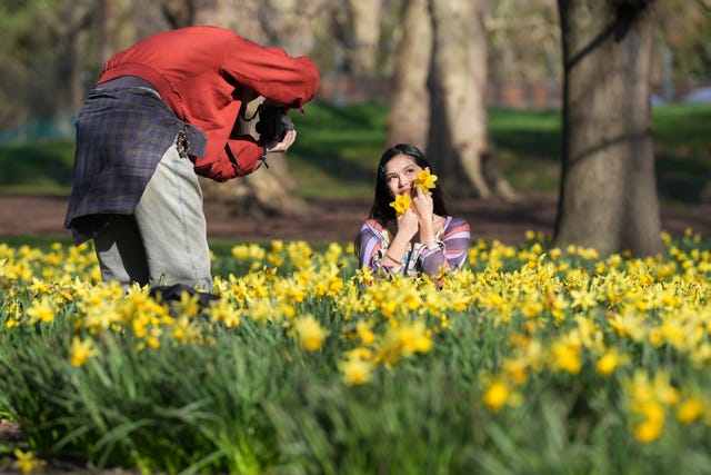 People take photos among the daffodils in St James's Park, London