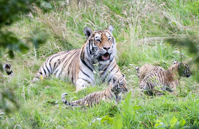 Highland Wildlife Park tiger cubs
