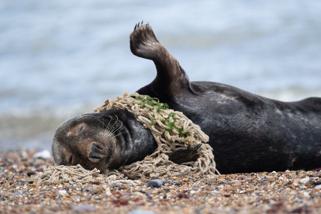 Plastic litter affecting seals