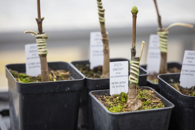 The National Trust Plant Conservation Centre - where seedlings and grafted buds and shoots taken from the ‘sycamore gap’ tree which was cut down in September 2023, are being nurtured. Seeds and buds rescued from the Sycamore Gap are 'springing into life' at a specialist conservation centre, giving hope the famous tree will live on 