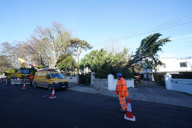 Workman look at a large fallen tree during Storm Eowyn 