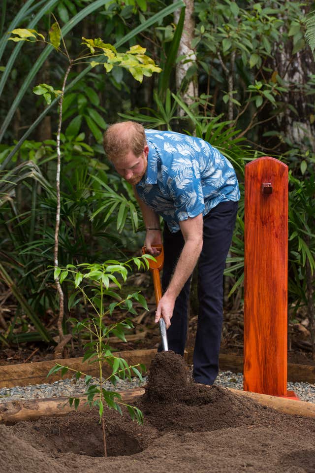 The Duke of Sussex plants a tree using a spade used by Queen Elizabeth II on her visit to Fiji in 1953 
