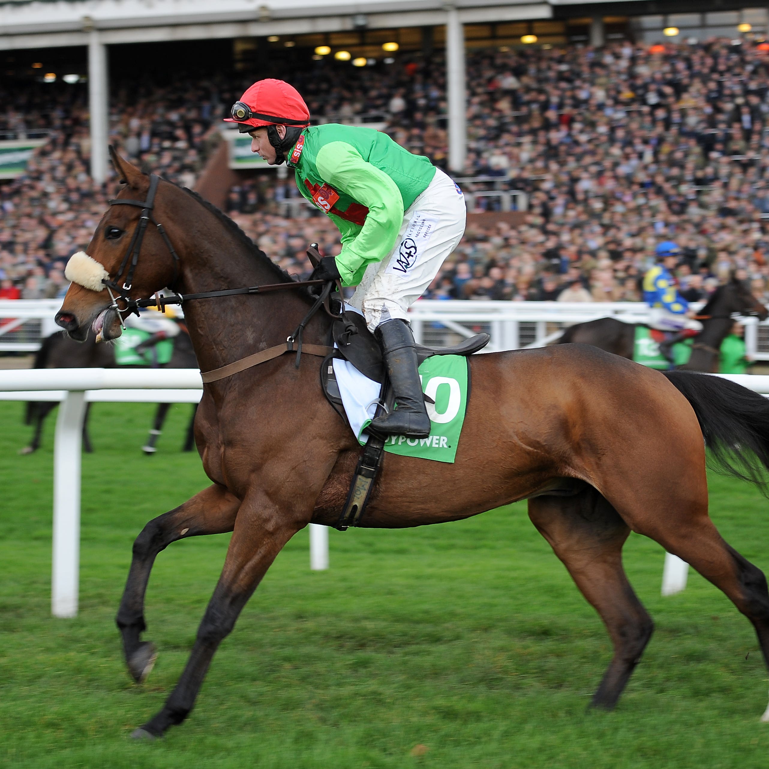 Buywise at Cheltenham