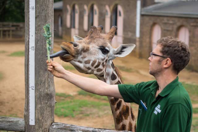 London Zoo annual weigh-in