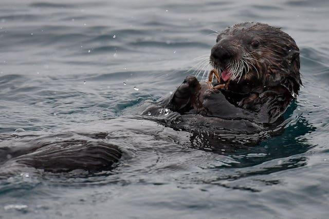 Sea Otters to come to Birmingham