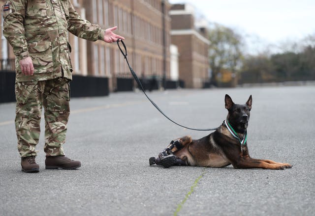 A military working dog handler with Kuno, a four-year-old Belgian Shepherd Malinois and military working dog, at Woolwich Barracks in London, with his PDSA Dickin Medal for valour, the highest award any animal can receive whilst serving in military conflict. Kuno received the award after he was wounded in action while heroically saving the lives of British Forces fighting Al Qaeda