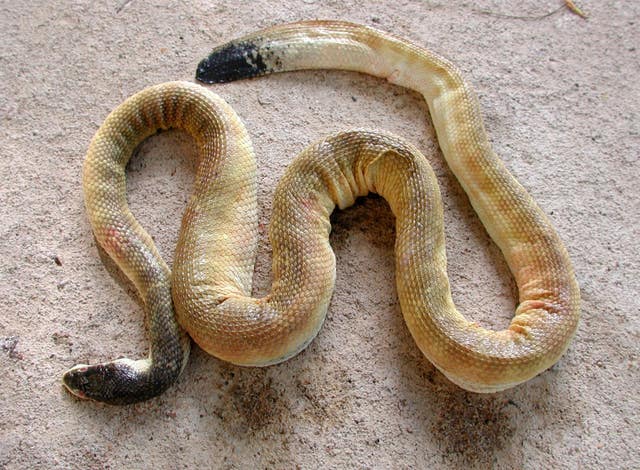 Venomous sea snakes research