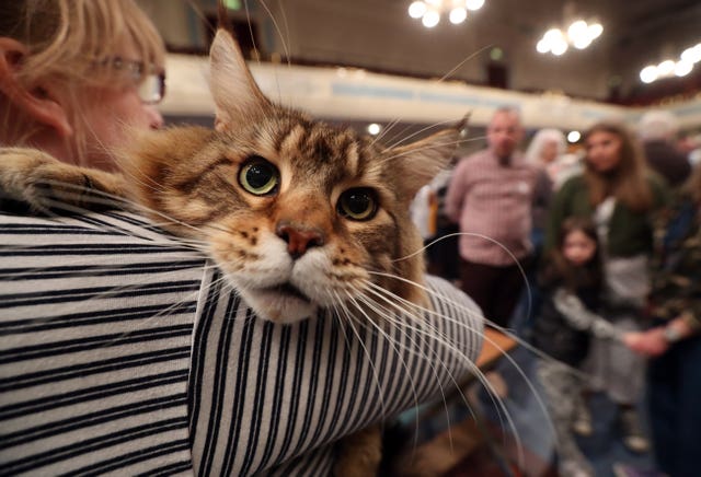 Dundee Cat Show