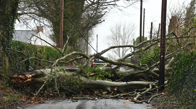 Fallen tree blocking road